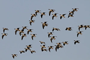 Anser Prints: Pink footed greese coming into land, Brancaster North Norfolk