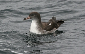 Shearwater Prints: Pink-footed Shearwater (Puffinus creatopus) adult, swimming, off Quintero, Chile, november