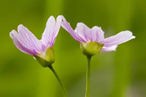 Aliens Prints: Pink Purslane (Claytonia sibirica) introduced species