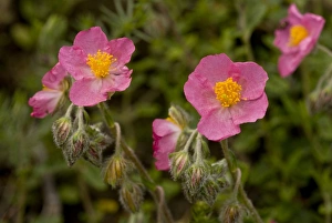 Iberia Prints: Pink Rockrose (Helianthemum nummularium ssp)