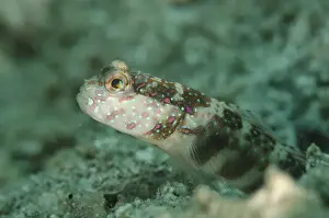 Indopacific Prints: Pink-speckled Shrimpgoby (Cryptocentrus leptocephalus) adult