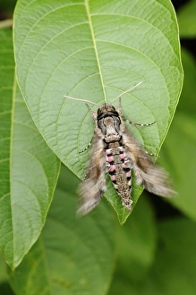 Hawkmoths Prints: Pink-spotted Hawkmoth (Agrius cingulata) adult