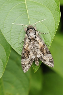 Pink-spotted Hawkmoth (Agrius cingulata) adult, resting on leaf, Trinidad, Trinidad and Tobago