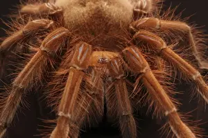 Pinkfoot Goliath Birdeater (Theraphosa apophysis) adult, close up of legs and head (captive)