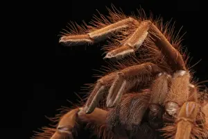 Pinkfoot Goliath Birdeater (Theraphosa apophysis) adult, close up of legs and chelicerae (captive)
