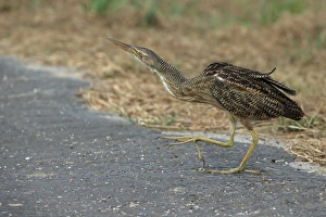Lesser Antilles Prints: Pinnated Bittern (Botaurus pinnatus) adult