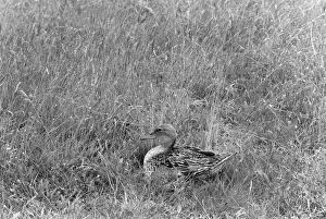 Hungarian Prints: Pintail at nest - Dinnyes Hungary. Taken by Eric Hosking in 1961