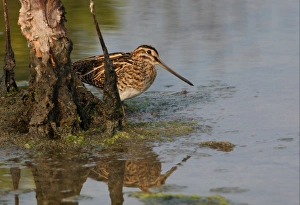 Snipes Prints: Pintail Snipe (Gallinago stenura) adult