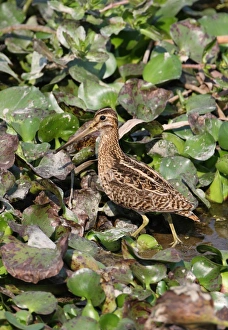 Pintail Snipe (Gallinago stenura) adult, foraging on mud amongst Water Hyacinths (Eichhornia sp. ) in marsh, Dibru-Saikhowa N. P. Assam, India, february