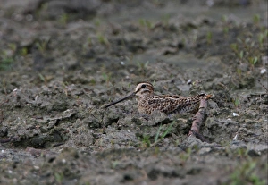 Pintail Snipe (Gallinago stenura) adult, sitting on muddy ground, Sri Lanka, december