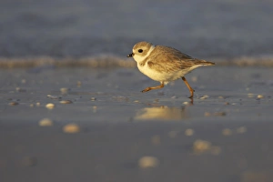 Piping Plover (Charadrius melodus) adult, winter plumage, running across mudflats, Fort de Soto, Florida, U. S. A