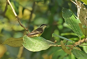 Tyrant Flycatcher Prints: Piratic Flycatcher (Legatus leucophaius) adult