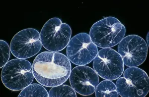 Alga Prints: Pl ton -(Noctiluca scintillans) group / one with ingested copepod / x12