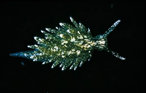 placida hermaea dendritica