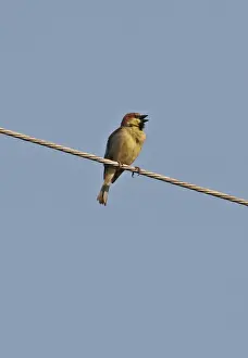 Sparrow Prints: Plain-backed Sparrow (Passer flaveolus) adult male