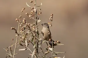 Plain-coloured Seedeater (Catamenia inornata inornata) adult female, perched on plant, Santa Victoria Road, Jujuy, Argentina, august