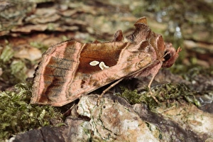 Noctuids Prints: Plain Golden Y (Autographa jota) adult, resting on bark, Powys, Wales, july