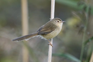 Oriental Prints: Plain Prinia (Prinia inornata extensicauda) adult