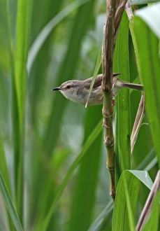 Plain Prinia (Prinia inornata flavirostris) adult, perched on stem, Taiwan, April