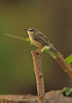 Plain Prinia (Prinia inornata herberti) adult, perched on stick, Ang Trapaeng Thmor, Cambodia, January