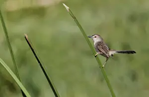 South Asia Prints: Plain Prinia (Prinia inornata insularis) endemic race