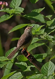 Insularis Prints: Plain Prinia (Prinia inornata insularis) endemic race