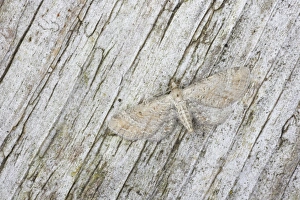 Geometridae Prints: Plain Pug (Eupithecia simpliciata) adult, camouflaged, Essex, England