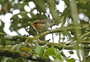 Plain Wren (Thryothorus modestus elutus) adult, perched on branch, El Valle, Panama, November