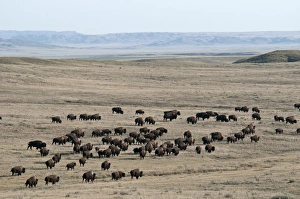 Buffaloes Prints: Plains Bison (Bison bison bison) adult males