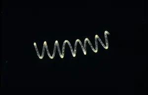 Plankton - Diatom (Rhizosolenia stolterfothii) Individual diatoms unite to form