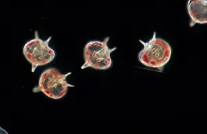 Planktonic Prints: Plankton - Dinoflagellate (Peridinium depressum) x 43