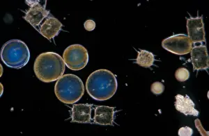 Planktonic Prints: Plankton - Phytoplankton / Winter / x30 / coscinodiscus grani /Biddulphia regia