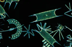 Planktonic Prints: Plankton-Phytopl'ton Phytoplankton x 30 / various diatoms / dino-flagellate etc / English Channel