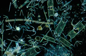 Planktonic Prints: Plankton-Phytopl'ton X20 / various species of diatom & dinoflagellates / English Channel