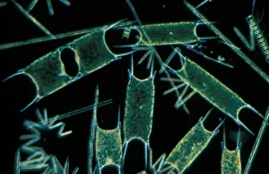 Planktonic Prints: Plankton - x 30 Phytoplankton: Various species of diatom eps. Biddilphia sinensis