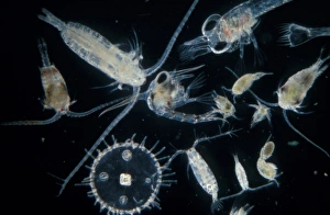 Planktonic Prints: Plankton-Zooplankton (Autumn) Cofepods (Calanus, Centro- pages, Acartia, Temora etc. )
