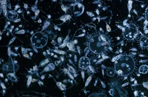 Planktonic Prints: Plankton-Zooplankton Autumn. showing various copepods