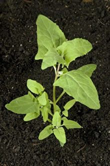 Spreading Prints: A plant of common orache, Atriplex patula, annual arable garden and agriculture weed