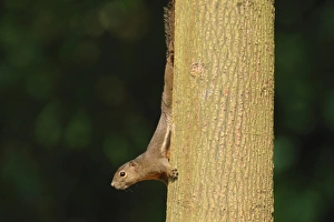 Plantain Squirrel (Callosciurus notatus) adult, decending tree trunk in park, Singapore, august
