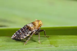 Form Prints: Planthopper (Conomelus anceps) brachypterus (short-winged) form