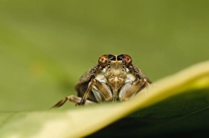 Belvedere Prints: Planthopper (Issus coleoptratus) adult
