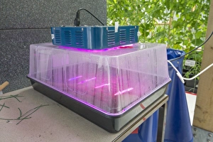 Indoor Prints: Plastic propagator using LED lights, Todmorden, West Yorkshire, England, April