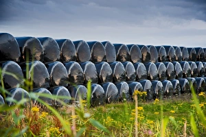 Stacks Prints: Plastic wrapped round silage bales, stacked in field, Newborough, Anglesey, Wales, August