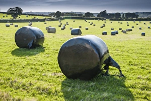 Wrapped Prints: Plastic wrapped round silage bales in field, Llangaffo, Anglesey, Wales, August
