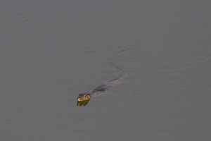 South Asia Prints: Platypus (Ornithorhynchus anatinus) adult