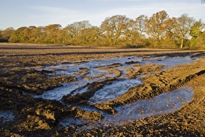 Dirt Prints: Ploughed field with fallen leaves on frozen puddles, Dorset, England, december