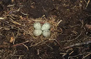 Plovers Prints: Plover Little-ringed (Charadrius dubius) Eggs in nest