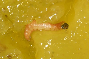 Lepidoptera Prints: Plum fruit moth, Grapholita funebrana, caterpillar in damaged plum fruit