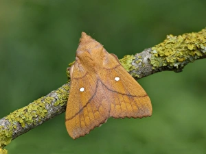Lappet Prints: Plum Lappet (Odonestis pruni) adult male