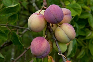 Plum (Prunus domestica) Avalon, close-up of fruit, growing in orchard, Norfolk, England, august